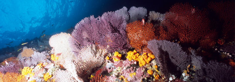 Santuario de Fauna y Flora de Malpelo